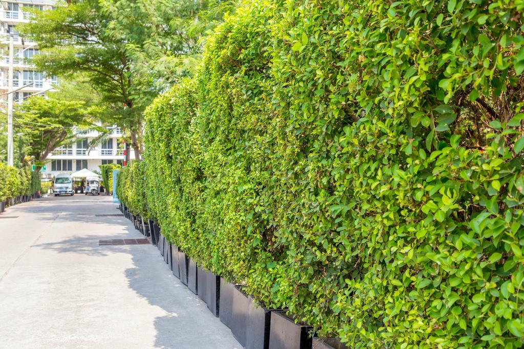 The Capital Resort @ Sukhumvit 50 Banguecoque Exterior foto A hedge